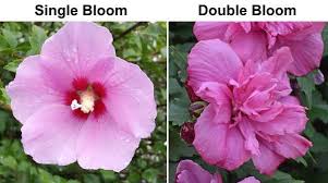 The flowers of this rose are small, they don't grow very large. Rose Of Sharon Hibiscus Syriacus Care Varieties Pruning And More