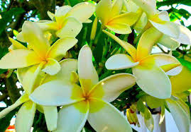 Maybe you would like to learn more about one of these? Meet The Frangipani Caterpillar One Of Casa De Campo S Most Colorful Creepy Crawlies Casa De Campo Living