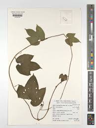 Image result for Dioscoreophyllum