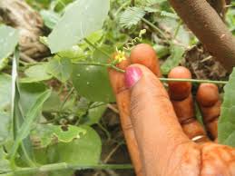 Image result for Kedrostis nana