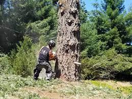R & r tree service, inc. Top 10 Best Tree Removal Services In Turner Or Angi