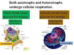 We did not find results for: Energy Atp Photosynthesis And Cellular Respiration Energy Is