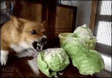 Check spelling or type a new query. Dog Eating Cabbage Gifs Tenor