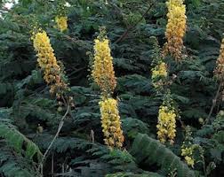 Image result for Libidibia coriaria