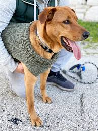 Download red heart striped knit dog coat free pattern. Dog Sweater Knitting Pattern Straight Needles Dog Sweater Crochet Pattern Knitted Dog Sweater Pattern Dog Sweater Pattern
