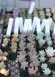 It comes in unique sizes, shapes, and flowers. From Flora Grubb Gardens 9 Secrets To Growing Succulent Plants Indoors Gardenista Planting Succulents Indoors Growing Succulents Plants
