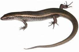 Image result for Zehneria oligosperma