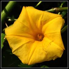 Image result for Merremia verecunda