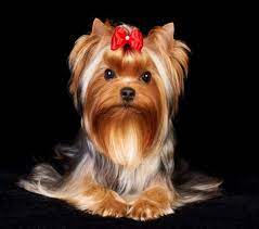 Is The Shih Tzu Yorkie Mix The Right Dog For You K9 Web