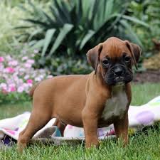 Find your new companion at nextdaypets.com. Brindle Boxer Puppies For Sale In South Florida