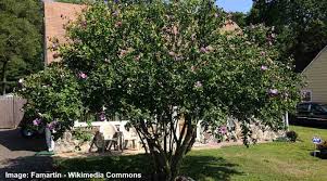 The potted tropical hibiscus tree is a popular plant across the us in the springtime. Hibiscus Tree Care And Growing Guide Including Braided Hibiscus