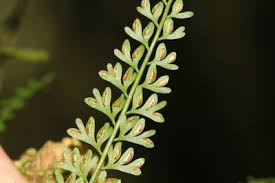 Image result for Asplenium dregeanum