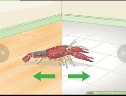 Crayfish make excellent pets, and can often be seen building little. Letting Your Crayfish Make Your Interior Decorating Decisions Disneyvacation
