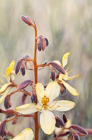 Image result for Wachendorfia