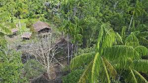 Check spelling or type a new query. Orang Orang Papua Yang Hidup Di Atas Pohon