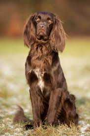 German Longhaired Pointer Dog Breed Information American Kennel Club Dog Breeds German Longhaired Pointer Every Dog Breed