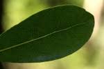 Image result for Craterispermum schweinfurthii