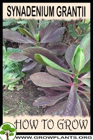 Image result for Euphorbia grantii