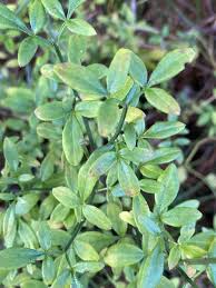 Image result for Jasminum