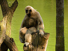 Image result for gibbon