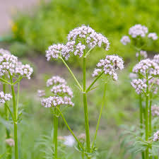 Image result for Valeriana