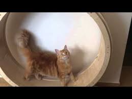It's important to use roller blade wheels as the soft material is very forgiving and absorbs any bouncing motion caused by pouncing paws. Kuna Puzzle Wheel How To Assemble A Modular Plywood Pet Training Exercise Wheel Easy To Assemblewe Have Designed A Modul Cat Training Cat Exercise Wheel Cats