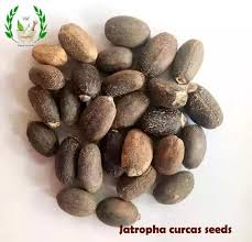 Image result for Jatropha curcas