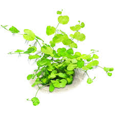 Image result for Hydrocotyle