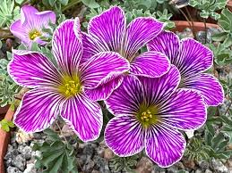 Image result for Oxalis semiloba