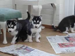 You can cancel your email alerts at any time. Siberian Husky Puppies For Loving Home Available Dogs Puppies For Sale In Frankfort Free State Africada Com Mobile 80226