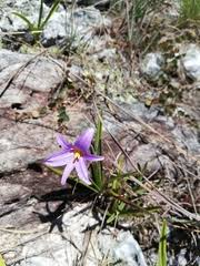 Image result for Xerophyta scabrida