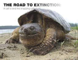 Maybe you would like to learn more about one of these? The Road To Extinction A Call To End The Snapping Turtle Hunt David Suzuki Foundation