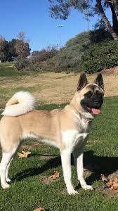 American Akita Dog Black And White Female American Akita American Akita Akita Dog Beautiful Dogs