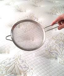 How To Prevent Dust Mites In Mattresses Dust Mites Mattress Dust Mites Mites