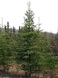 Image result for Monsonia glauca