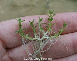 Image result for Elatine