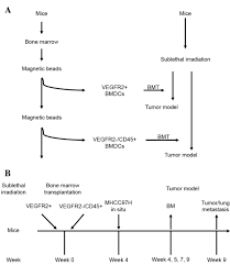 Different But Synergistic Effects Of Bone Marrow Derived