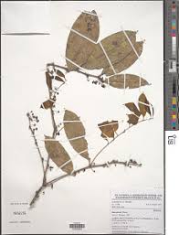 Image result for Huaceae