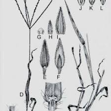 Image result for Digitaria diagonalis