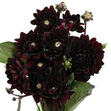 The black dahlia was a nickname given to elizabeth short. Dahlia Burgundy Black Flower Fiftyflowers Com