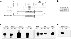 Uncoupling Protein 2 Negatively Regulates Insulin Secretion And Is A Major Link Between Obesity B Cell Dysfunction And Type 2 Diabetes Cell Discover the latest hugo boss collection for men and women in the official online store. uncoupling protein 2 negatively