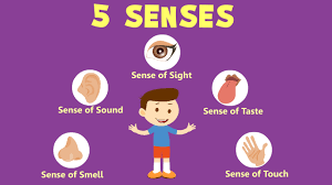 Human Sense Organs Learn About Five Senses