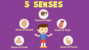 human sense organs learn about five senses