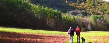 Though leashed dogs are welcome on the premises, they are not permitted in the cabins. Best Camping In And Near Mohawk Trail State Forest