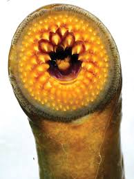 Windex is a popular household cleaner that is considered very safe for humans, and very dangerous for pests. Https Www Ironmountaindailynews Com News Local News 2019 08 Sea Lamprey Control Planned For Lake Michigan Tributary