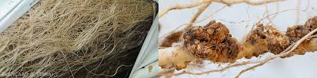 Image result for Rhizobium radiobacter, syn. Agrobacterium tumefaciens