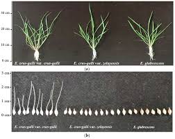 Image result for Echinochloa ugandensis