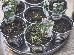 The key to successfully creating an indoor kitchen herb garden is understanding the plant's requirements & making sure to give them what they need. Grow Fresh Herbs In Your Own Balcony Garden In Dubai Mybayut