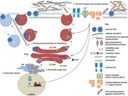 Maybe you would like to learn more about one of these? Are Designer Plant Cell Walls A Realistic Aspiration Or Will The Plasticity Of The Plant S Metabolism Win Out Sciencedirect