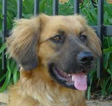 10 Golden Retriever Mix Ideas Golden Retriever Mix Golden Retriever Retriever Mix Both breeds are … cost: